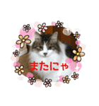 モジズリ家の猫たち♡（個別スタンプ：16）