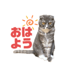 うちの猫メルとルーシー（個別スタンプ：1）