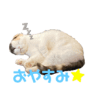 うちの猫メルとルーシー（個別スタンプ：2）