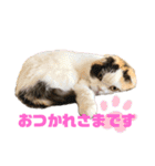 うちの猫メルとルーシー（個別スタンプ：3）