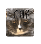 うちの猫メルとルーシー（個別スタンプ：5）