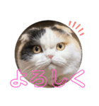 うちの猫メルとルーシー（個別スタンプ：6）