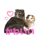 うちの猫メルとルーシー（個別スタンプ：8）