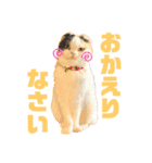 うちの猫メルとルーシー（個別スタンプ：11）