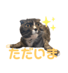 うちの猫メルとルーシー（個別スタンプ：12）