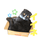 うちの猫メルとルーシー（個別スタンプ：13）