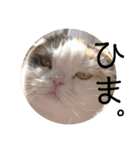 うちの猫メルとルーシー（個別スタンプ：14）