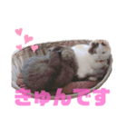 うちの猫メルとルーシー（個別スタンプ：15）