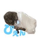 うちの猫メルとルーシー（個別スタンプ：16）