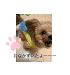 チワプーべるちゃんのスタンプ（個別スタンプ：2）