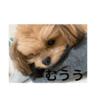 チワプーべるちゃんのスタンプ（個別スタンプ：3）