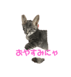 にゃんこみ（個別スタンプ：3）