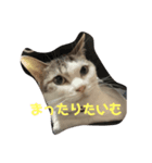 にゃんこみ（個別スタンプ：5）