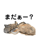 大久野うさぎ（個別スタンプ：3）