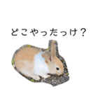 大久野うさぎ（個別スタンプ：5）