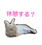 大久野うさぎ（個別スタンプ：6）