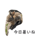 大久野うさぎ（個別スタンプ：8）