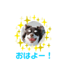 チワワのフランスタンプ2（個別スタンプ：10）