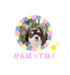 チワワのフランスタンプ2（個別スタンプ：15）