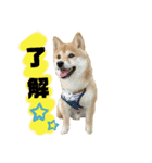 こうたくん2_前向き（個別スタンプ：1）