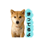 こうたくん2_前向き（個別スタンプ：5）