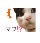 ムサまる水産（個別スタンプ：13）