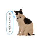 ムサまる水産（個別スタンプ：19）