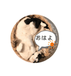 ムサまる水産（個別スタンプ：29）