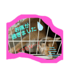 きな子はんの日常パート4（個別スタンプ：6）