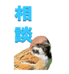 漢字二文字(仕事用)をスズメから～BIG（個別スタンプ：5）