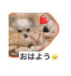 ウチの妹ビビちゃん（個別スタンプ：1）