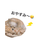 ウチの妹ビビちゃん（個別スタンプ：2）