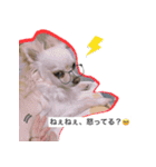ウチの妹ビビちゃん（個別スタンプ：5）