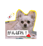 ウチの妹ビビちゃん（個別スタンプ：7）