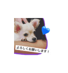ウチの妹ビビちゃん（個別スタンプ：12）