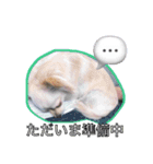ウチの妹ビビちゃん（個別スタンプ：13）