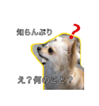 ウチの妹ビビちゃん（個別スタンプ：15）