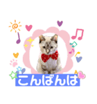 シャムトラ・ラテちゃん（個別スタンプ：6）