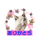 シャムトラ・ラテちゃん（個別スタンプ：7）