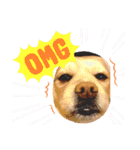 mix犬マームU・x・U（個別スタンプ：1）