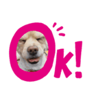 mix犬マームU・x・U（個別スタンプ：3）