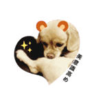 mix犬マームU・x・U（個別スタンプ：5）