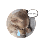 mix犬マームU・x・U（個別スタンプ：7）