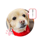 mix犬マームU・x・U（個別スタンプ：9）