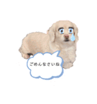 mix犬マームU・x・U（個別スタンプ：13）