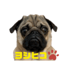 パグのヨシヒコ（個別スタンプ：1）