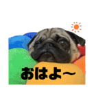 パグのヨシヒコ（個別スタンプ：2）