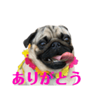 パグのヨシヒコ（個別スタンプ：7）