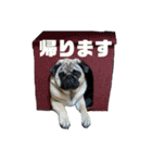 パグのヨシヒコ（個別スタンプ：14）