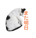 あんちょのスタンプ2（個別スタンプ：4）